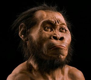 A reconstruction of H. naledi, a new hominin species discovered in South Africa. 